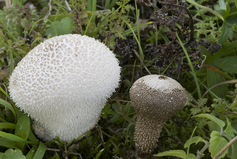 Lycoperdon caudatum